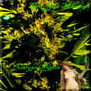 TJM-calypso-resin-900.JPG (133051 bytes)